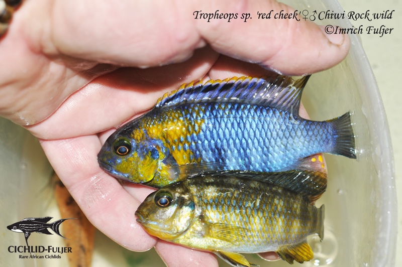 Tropheops sp. 'red cheek' Chiwi Rocks